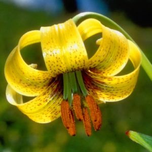 2x Lilium ponticum var. ponticum # Lpont1.7J *1x