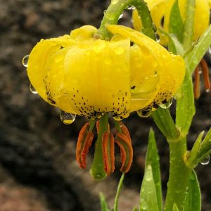 Lilium pyrenaicum # Lpyr2.45D *1x