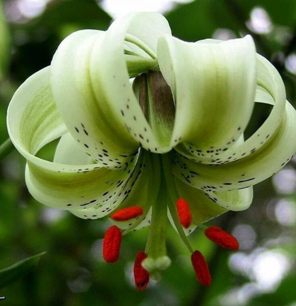 Lilium ledebourii # Llede1.8 *1x