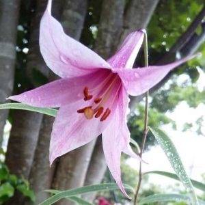 Lilium japonicum var. abeanum # Ljapab2.5J *1x