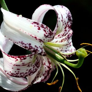 Lilium duchartrei # 2.5 BO.C *1x