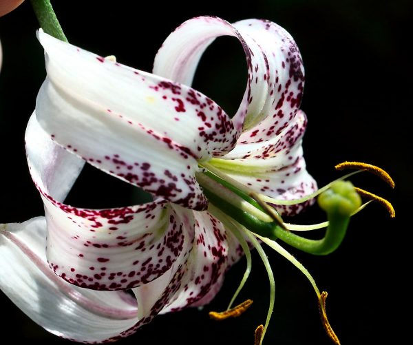 Lilium duchartrei # 2.5 BO *1x