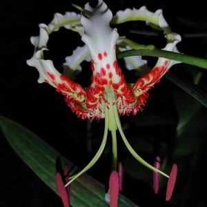 Lilium gloriosoides ex Hunan # LglorHu1.2B *1x