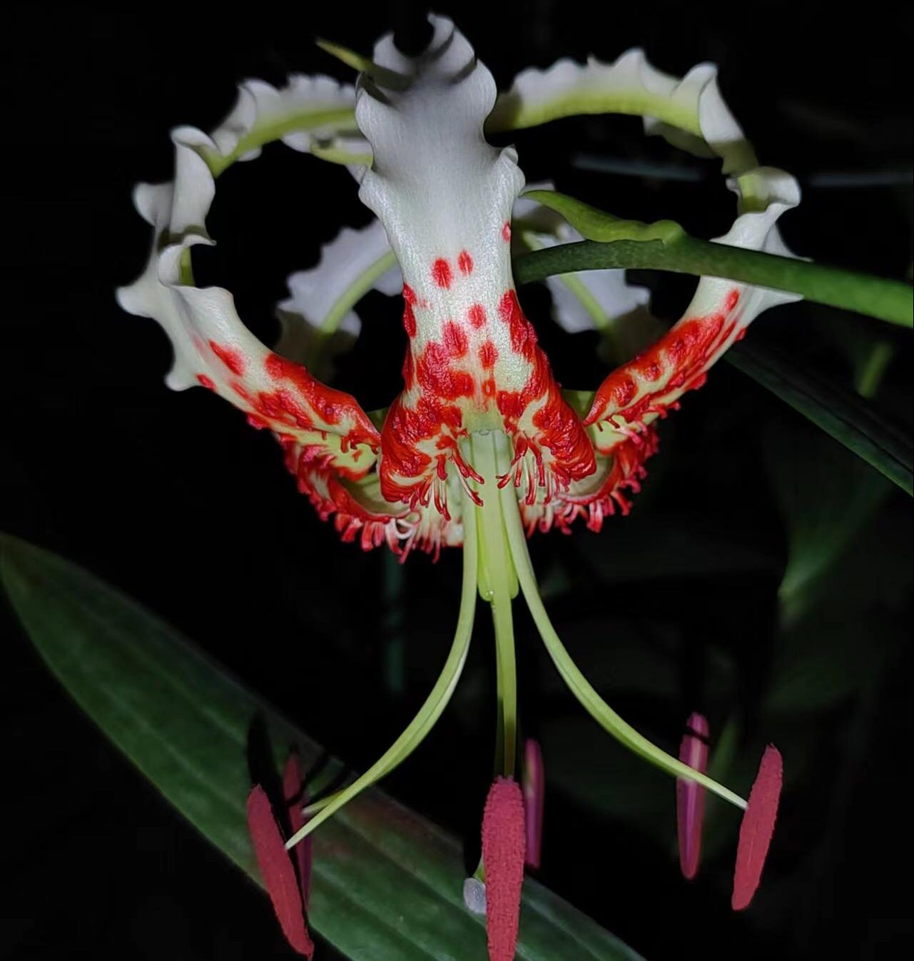 Lilium gloriosoides ex Hunan # LglorHu1.2B *1x