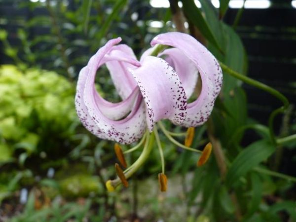 Lilium lankongense FC # Llank6.5 *1x