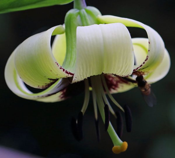 Lilium primulinum var. burmanicum ex Yunnan # LprimYunn1.8 *1x