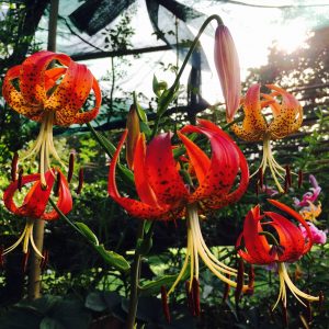 Lilium pyrophilum Clone 1 # Lpyro1.3H *1x