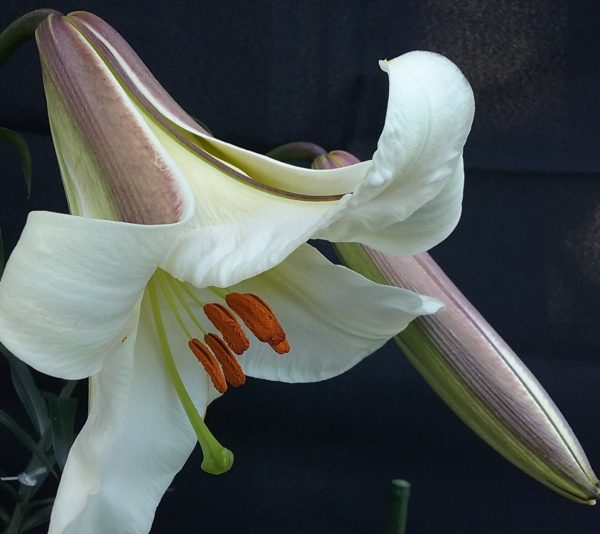 Lilium leucanthum var. centifolium (Black Dragon-strain) # LleucentBD1.5 *1x