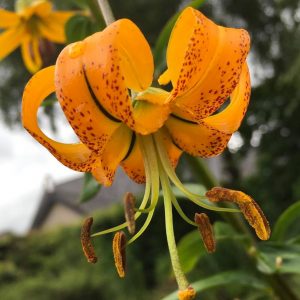 Lilium lijiangense (tenii) orange-strains # Llij.or8.oJ *1x