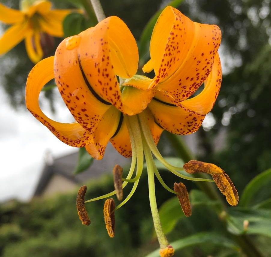 Lilium lijiangense (tenii) orange-strains # Llij.or8.oJ *1x