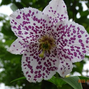 2x Lilium meleagrinum var. album # Lmelalb1.1F *1x