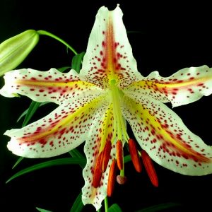Lilium auratum var. pictum # 1.2K *1x