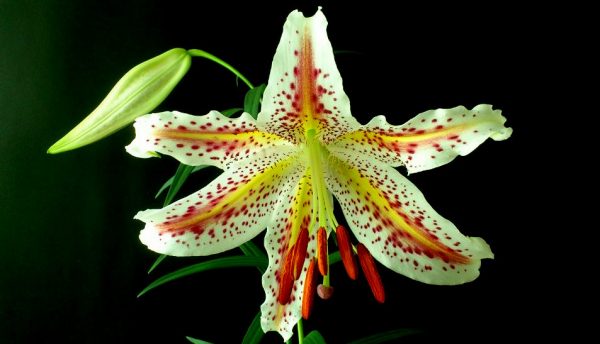 Lilium auratum var. pictum # 1.2 *1x (EU only)