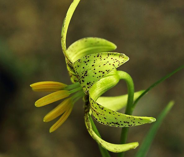 Lilium fargesii # Lfarg9.7A *1x