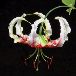 Lilium gloriosoides ex Zhejiang # LglorMainZhej1.1F *1x