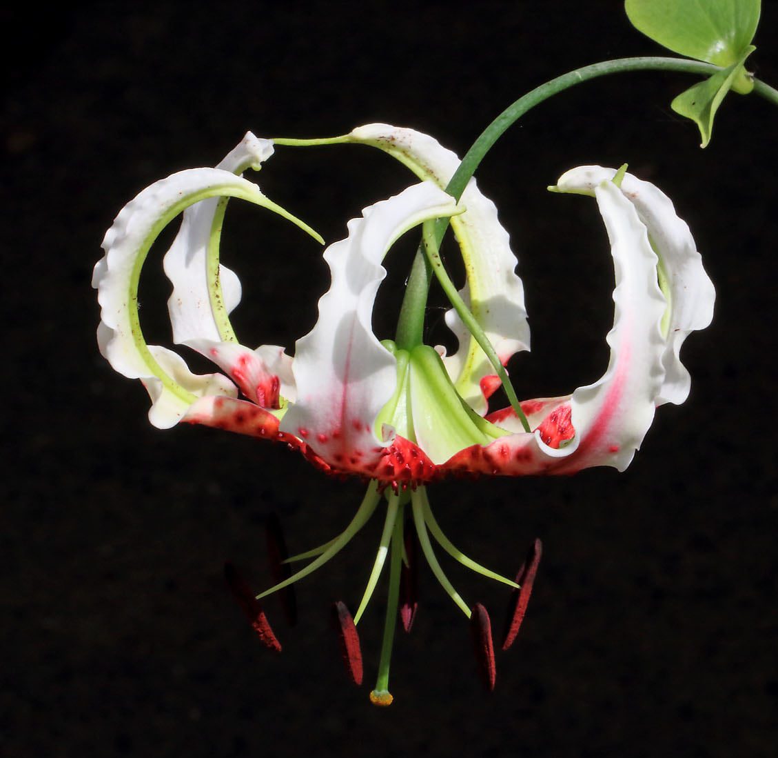 Lilium gloriosoides ex Zhejiang # LglorMainZhej1.1F *1x