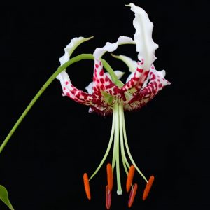 3x Lilium gloriosoides ex Anhui # LglorMainAn1.7J *1x