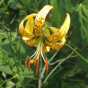 Lilium iridollae Bouchet A # Liri3.5B *1x
