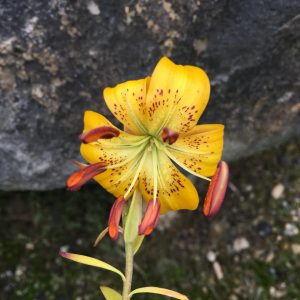 Lilium amabile var. luteum # Lamablut2.5E *1x
