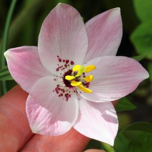 Lilium apertum ex Cangshan # Lap1CangK *1x