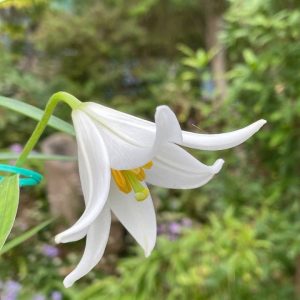 2x Lilium bakerianum var. yunnanense # Lbakyun4.2K *1x