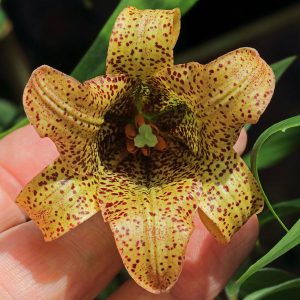 Lilium bakerianum var. delavayi # Lbakdel1.6H *1x