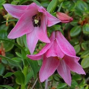 2x Lilium chitrangadae # Lchit5.3I *1x