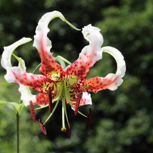 2x Lilium gloriosoides ex Zhejiang # LglorMainZhej1.1F *1x