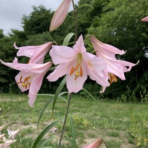 2x Lilium japonicum var. angustifolium Ihara # Ljapang1.1F *1x