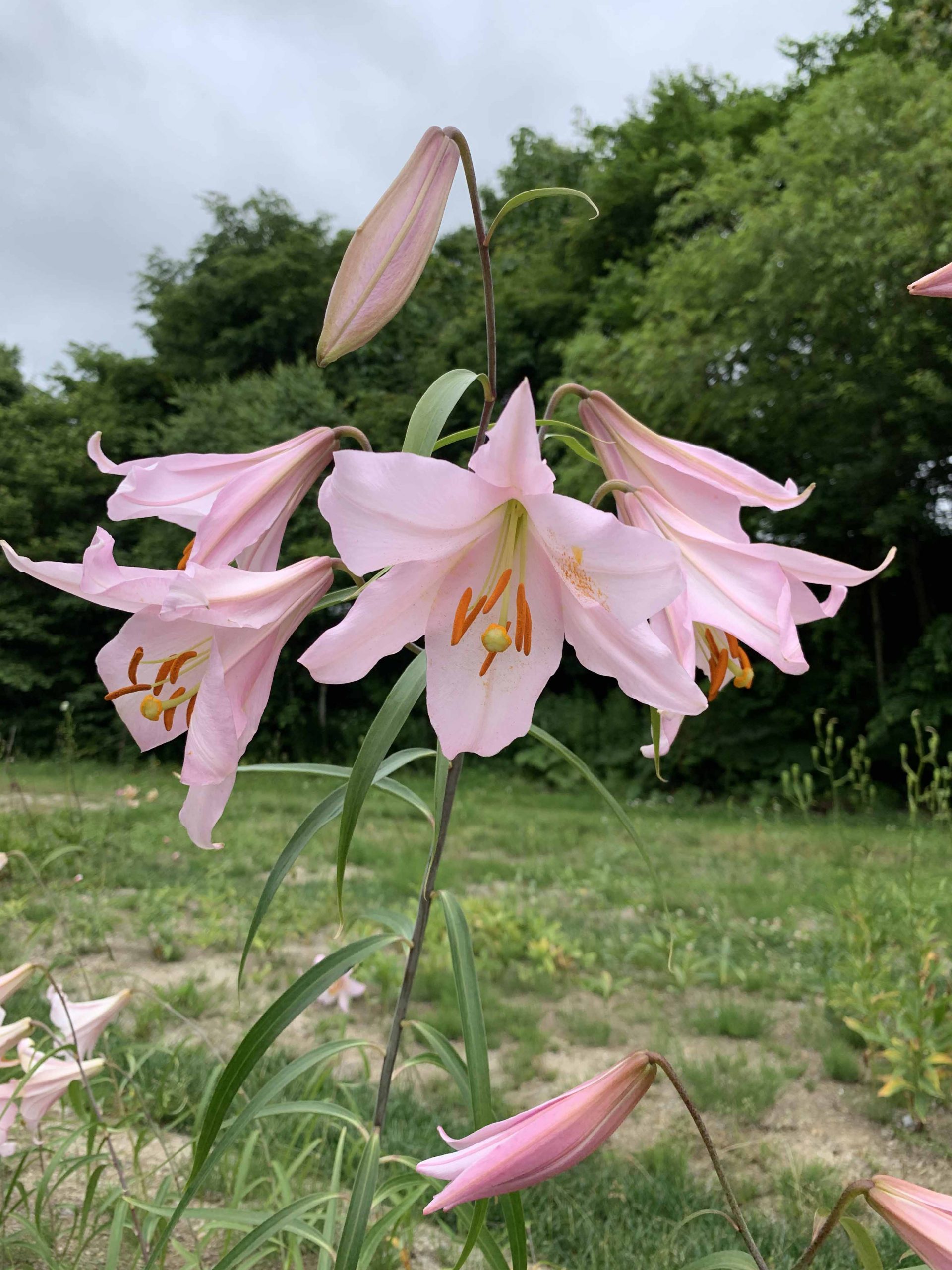 Lilium japonicum var. angustifolium Ihara # Ljapang1.1E *1x