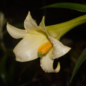 2x Lilium neilgherrense # Lneil1.3E *1x