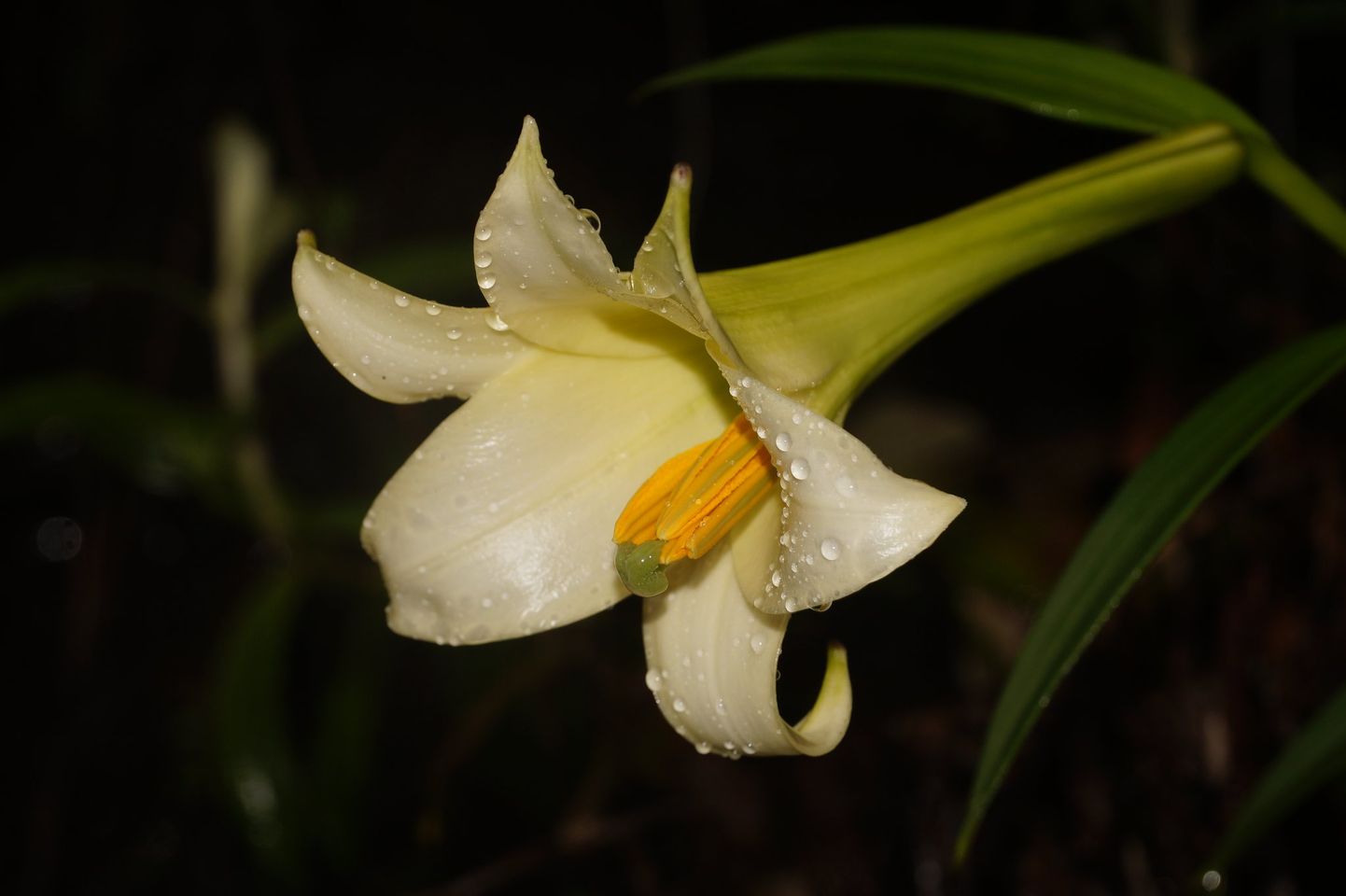 2x Lilium neilgherrense # Lneil1.3E *1x