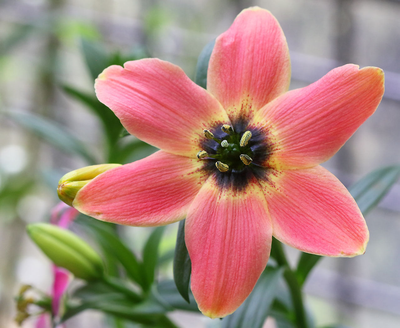 Lilium saluenense # LsaluSG.1G *1x