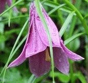 2x Lilium sherriffiae B # Lshe1.3E *1x