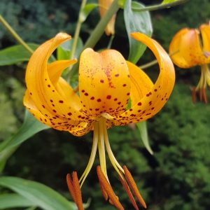 3x Lilium superbum ex Lake Miltona # Lsup6.9G *1x